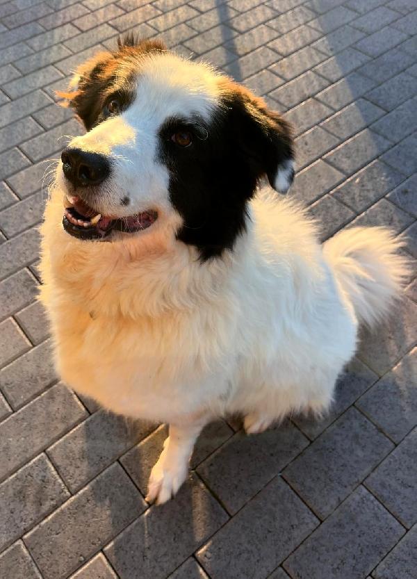 SIMBA MAREMMANO Foto 3